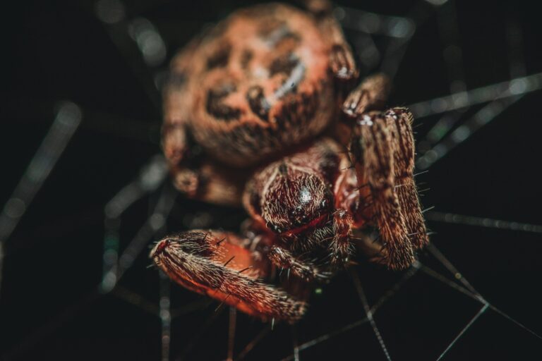 SpiderEvent com